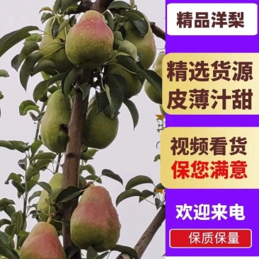 平遥巴梨外婆梨对接电商市场商超可视频看货