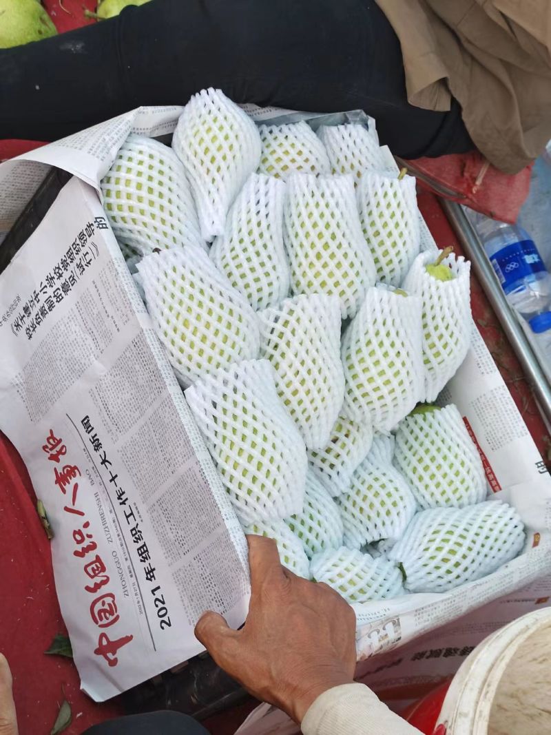 平遥巴梨外婆梨对接电商市场商超可视频看货