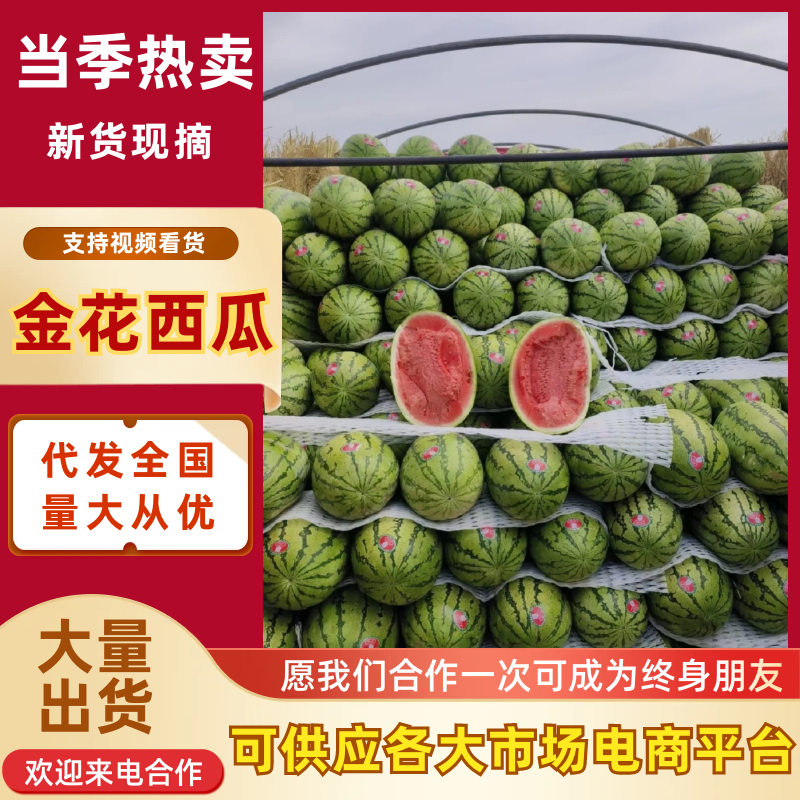【实力代办】甘肃金花西瓜产地直供新鲜直达可视频看货