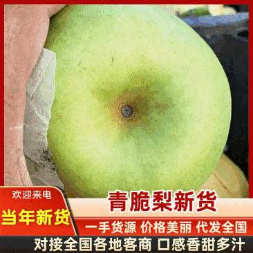 《甄选-安徽砀山脆梨》翠玉梨，酥脆梨，翠冠梨等品种齐全！