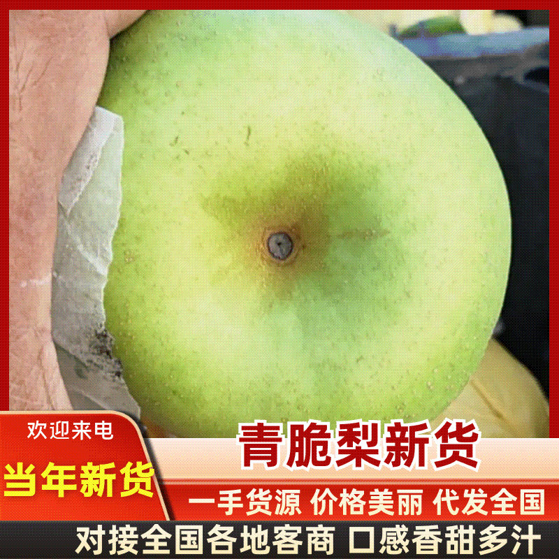 《甄选-安徽砀山脆梨》翠玉梨，酥脆梨，翠冠梨等品种齐全！