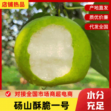 安徽砀山酥脆一号梨大量上市/精品酥脆梨，糖度高！可发全国