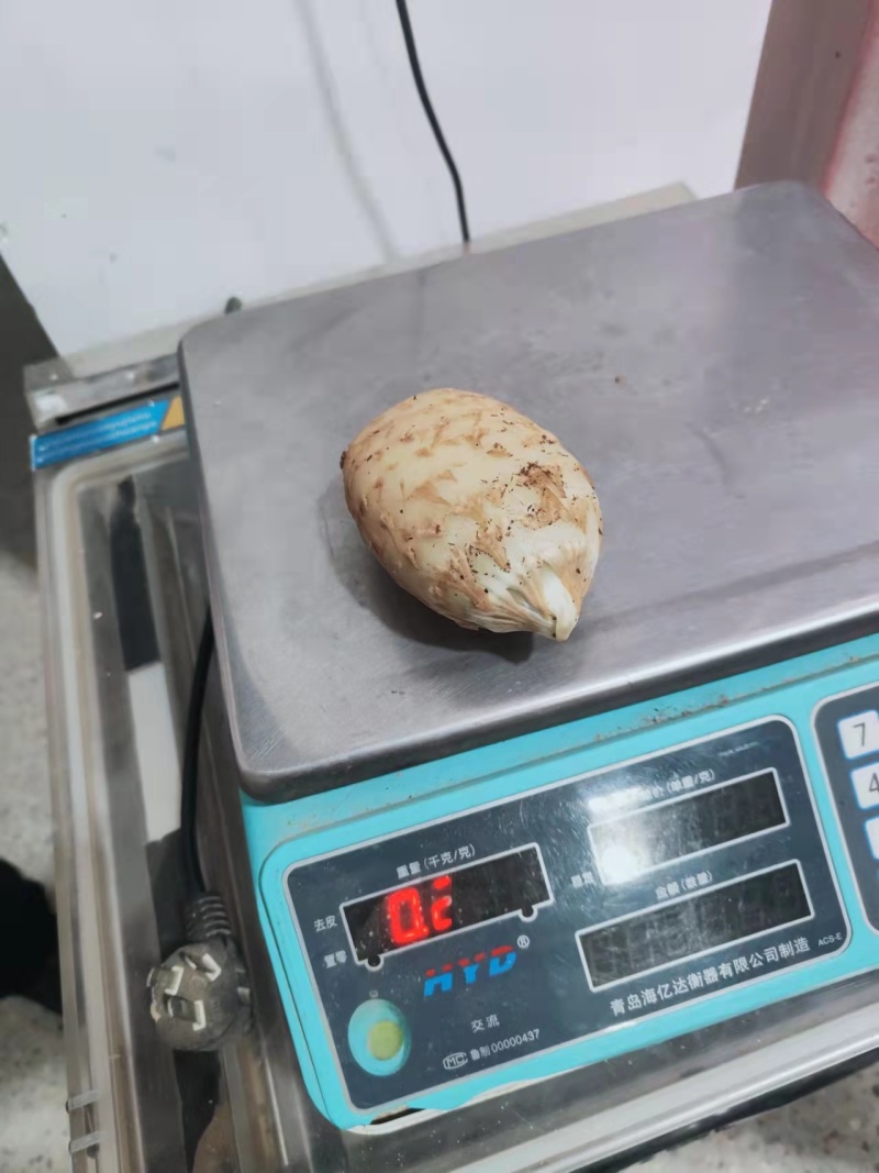 湖北精品2025年天麻，当年新货，产区一手货源现货速发