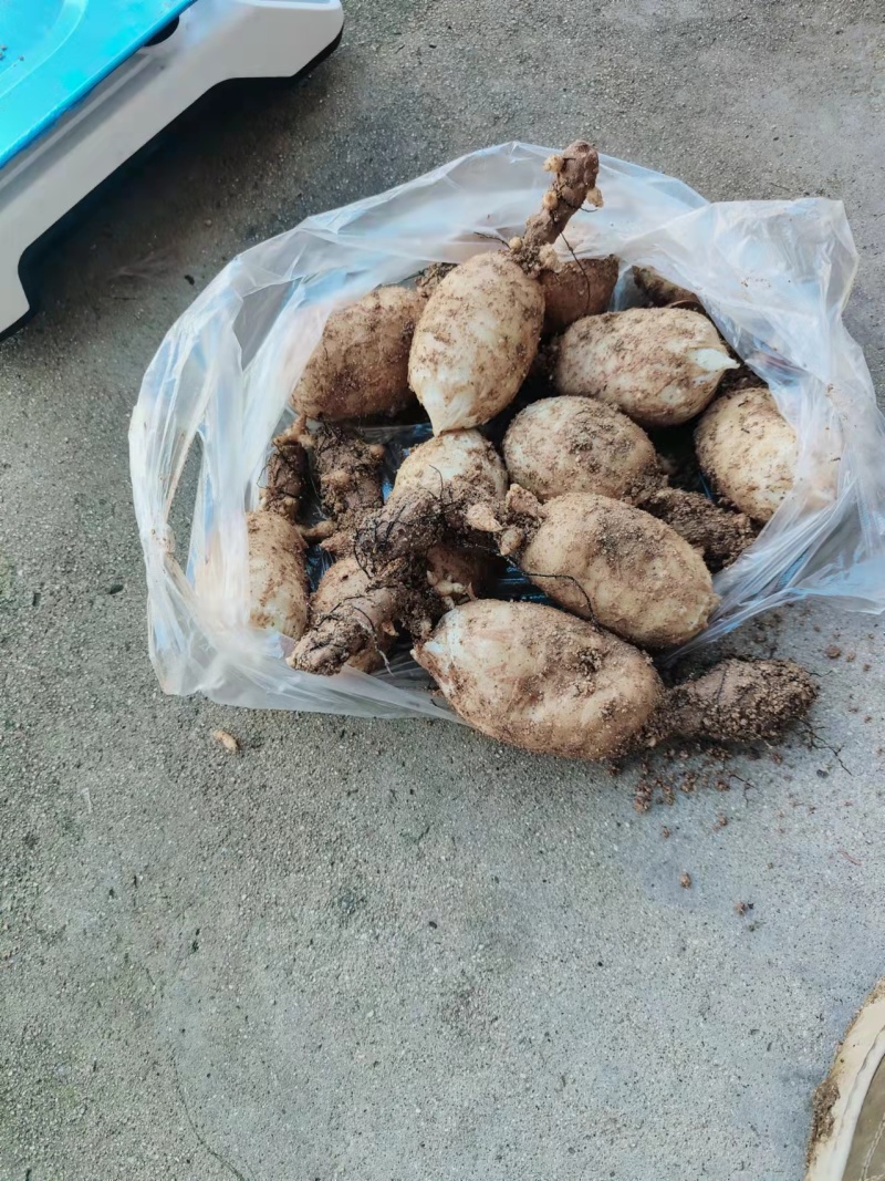 湖北精品2025年天麻，当年新货，产区一手货源现货速发