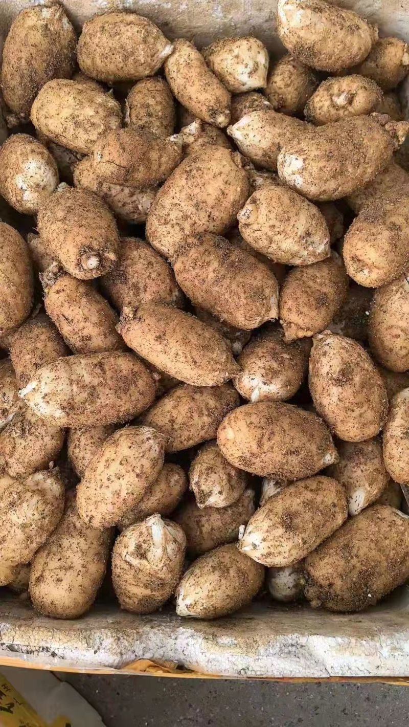 湖北精品2025年天麻，当年新货，产区一手货源现货速发