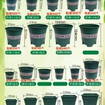 矮加仑盆