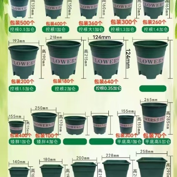 矮加仑盆