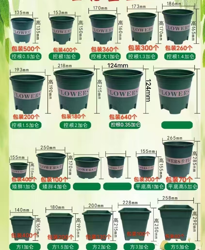矮加仑盆
