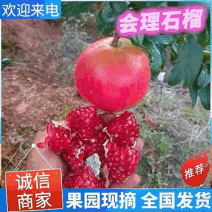 大凉山会理石榴&软籽石榴/产地现摘现发/电商批发商超