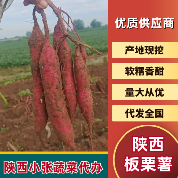 【大量现货】陕西精品板栗薯软糯香甜现挖现发纯甜无丝批发