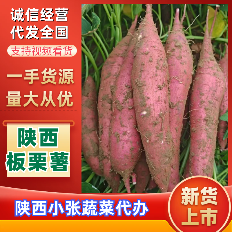 户县精品板栗红薯现挖现发质量保证，欢迎大家选购
