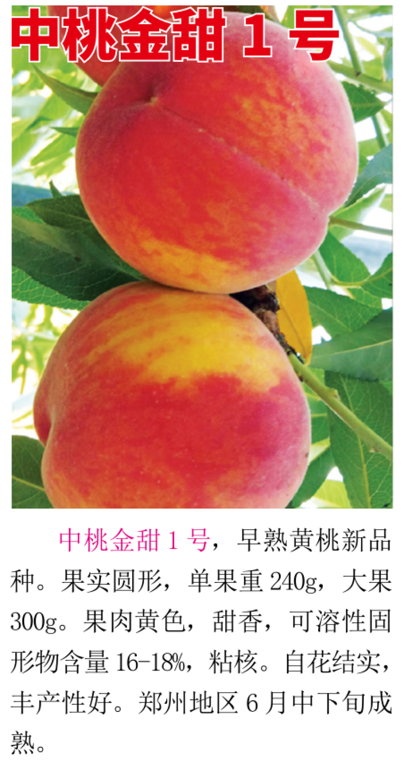 中桃金甜一号早熟黄桃6月中下旬成熟果肉黄色甜香自花