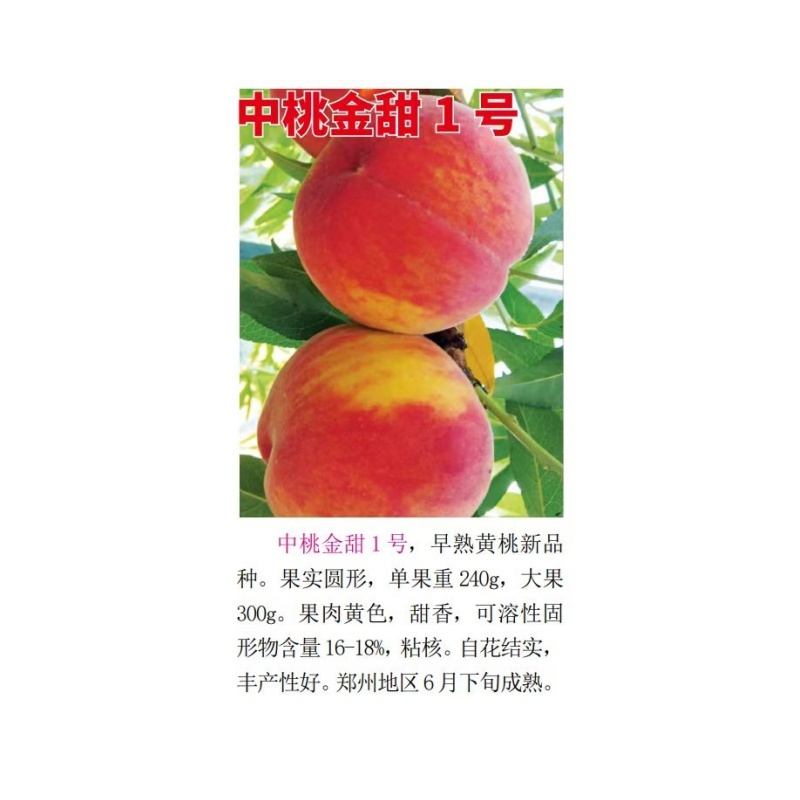 中桃金甜一号早熟黄桃6月中下旬成熟果肉黄色甜香自花