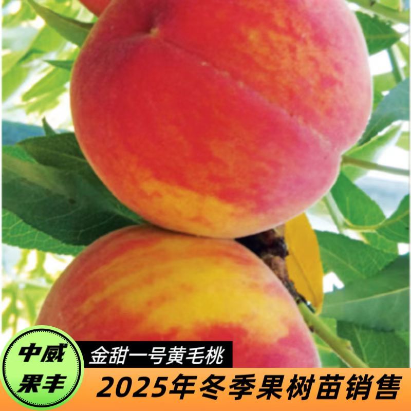 中桃金甜一号早熟黄桃6月中下旬成熟果肉黄色甜香自花