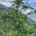 四川花椒青花椒一手货源基地直发可视频看货