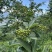 四川花椒青花椒一手货源基地直发可视频看货