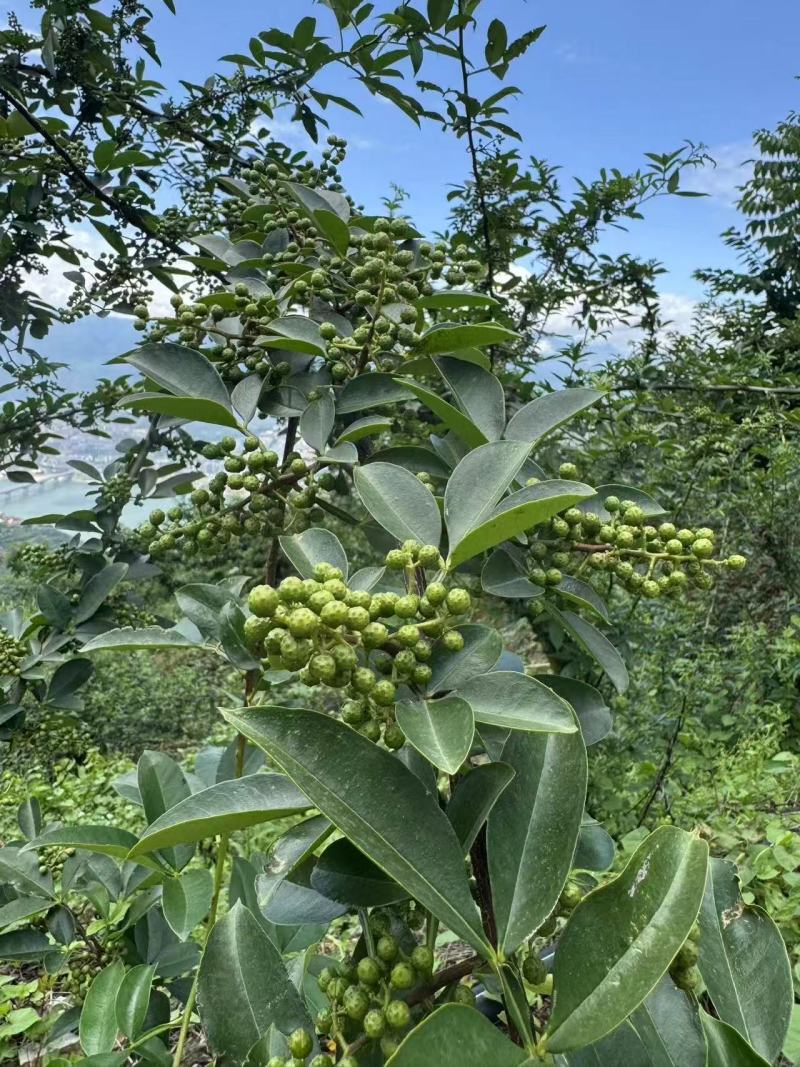 四川花椒青花椒一手货源基地直发可视频看货