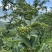 四川花椒青花椒一手货源基地直发可视频看货