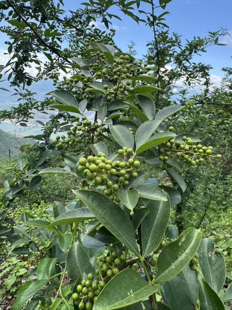 四川花椒青花椒一手货源基地直发可视频看货