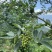 四川花椒青花椒一手货源基地直发可视频看货