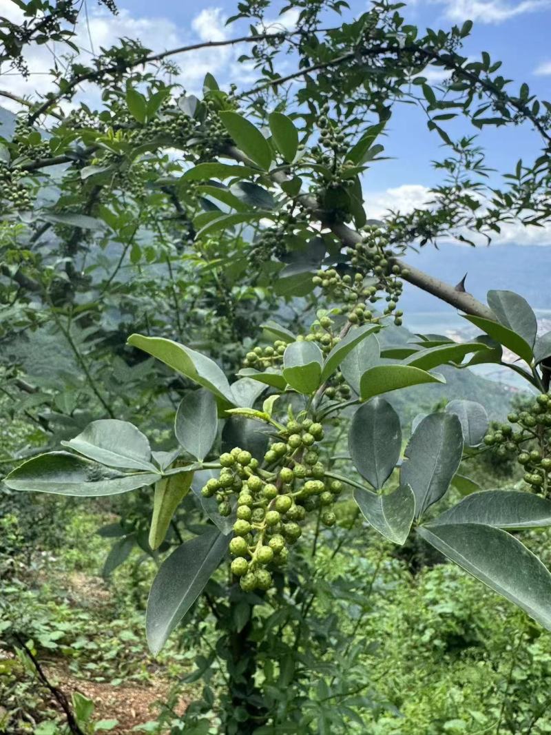 四川花椒青花椒一手货源基地直发可视频看货