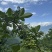 四川花椒青花椒一手货源基地直发可视频看货