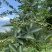 四川花椒青花椒一手货源基地直发可视频看货