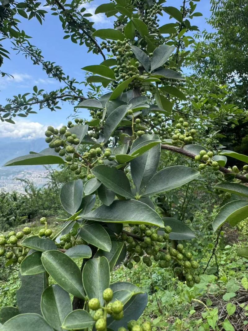 四川花椒青花椒一手货源基地直发可视频看货