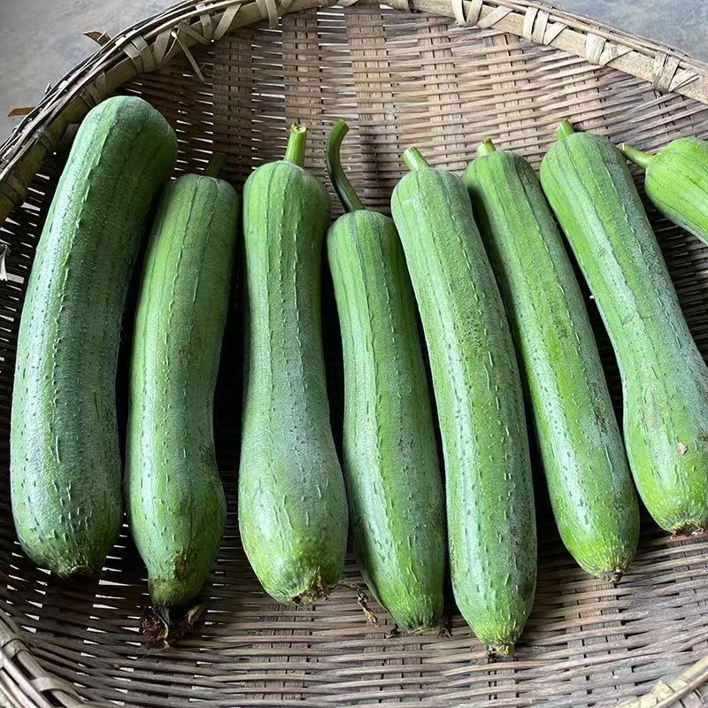 【一手货源】江苏短丝瓜香丝瓜油皮丝瓜产地直发质量好