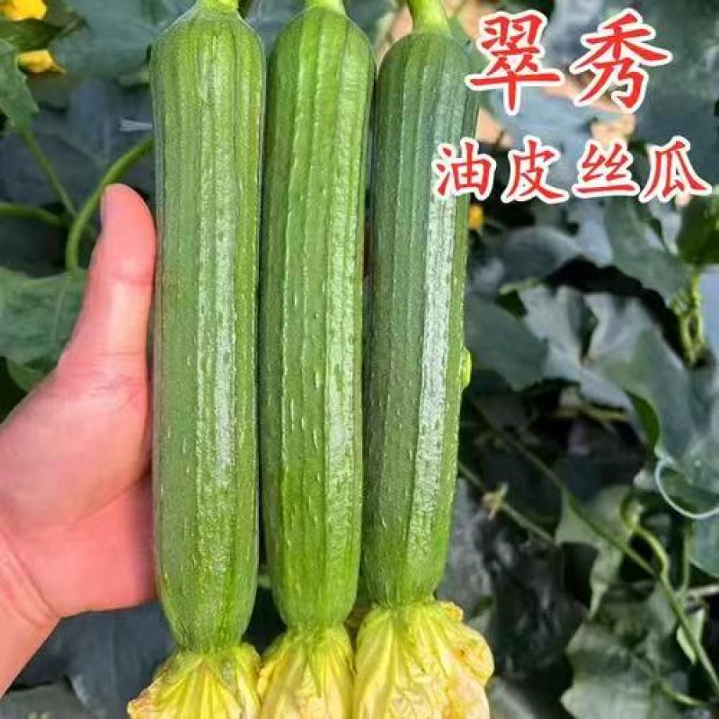 【一手货源】江苏短丝瓜香丝瓜油皮丝瓜产地直发质量好