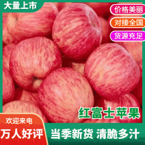 山东苹果红富士苹果批发口感脆甜产地供货质优价廉