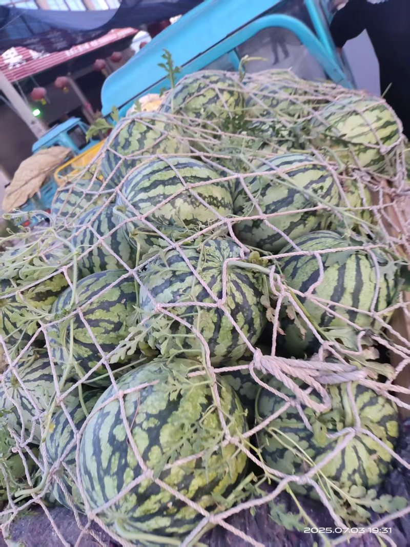 安徽头茬美都产地一手货源保质保量欢迎随时电话联系