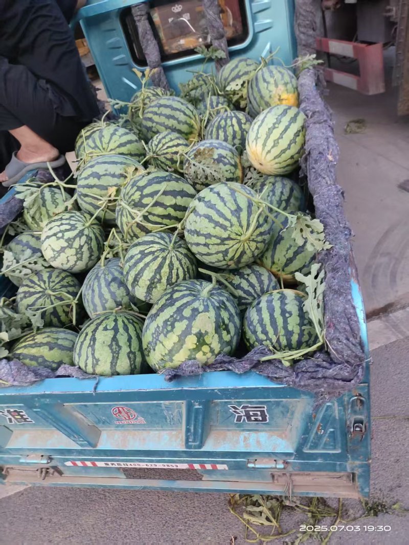 安徽头茬美都产地一手货源保质保量欢迎随时电话联系