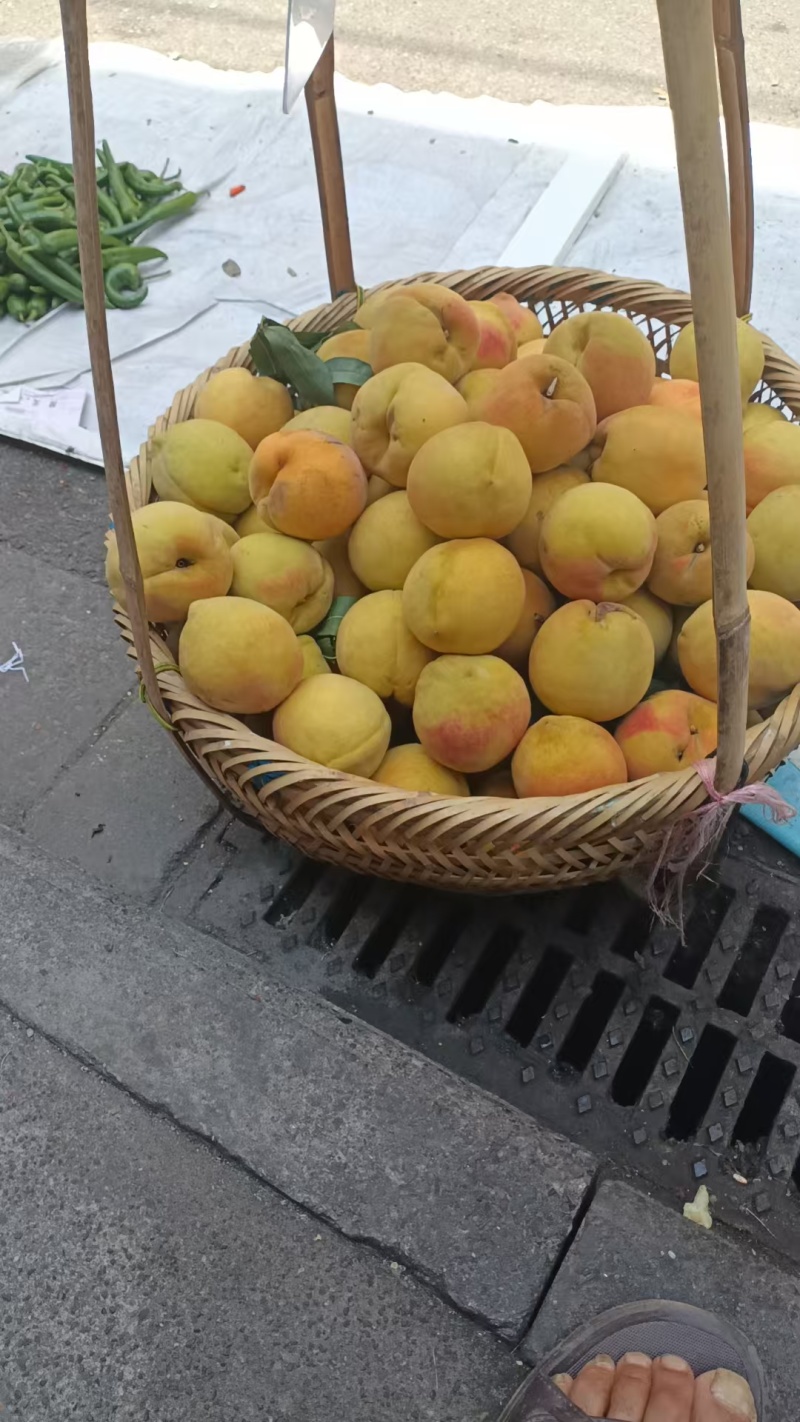 湖南黄桃大量上市产地直发价格优惠支持视频看货