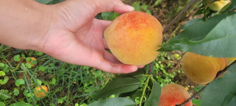 湖南黄桃大量上市产地直发价格优惠支持视频看货
