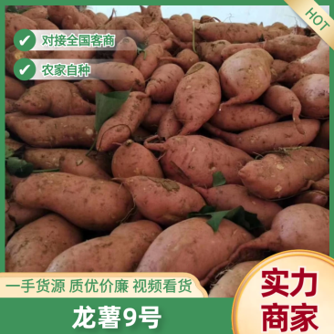 龙薯九号湖北襄阳龙薯产地直供货源充足香甜无丝