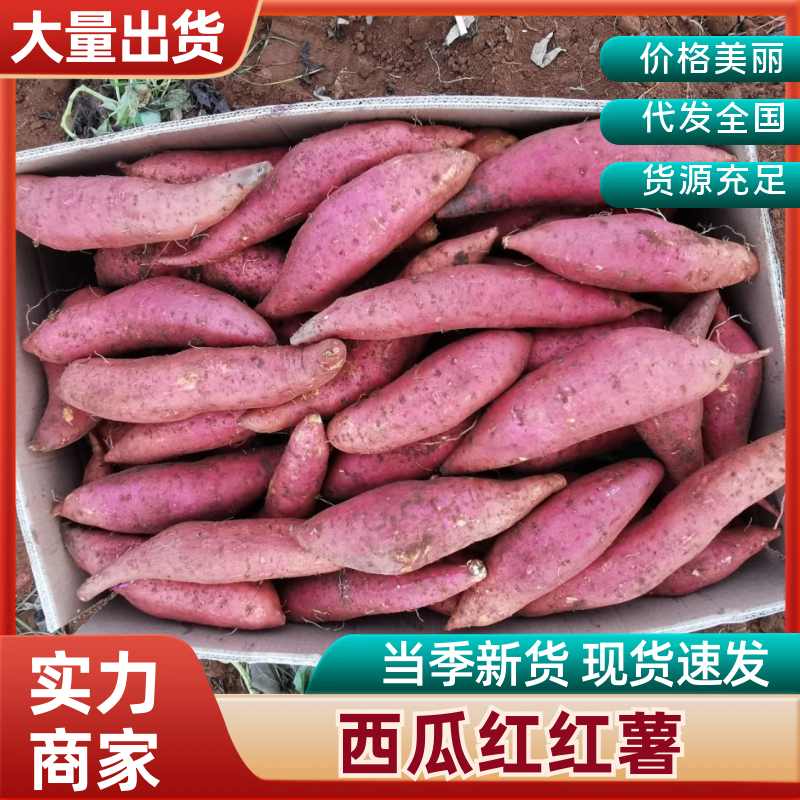 西瓜红红薯湖北红薯产地直发精挑细选量大优惠