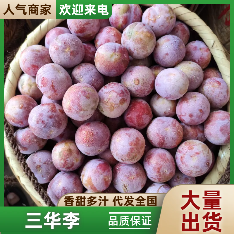 三华李芙蓉李电商货福建古田红心李大果一件代发李子