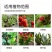 方盘育苗盘种植盘