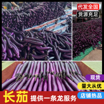 云南红河原产地长茄条形直各种等级都有货量大有场地有工人备