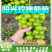 【热卖】四川凉山精品阳光玫瑰葡萄产地直发货源充惠顺丰