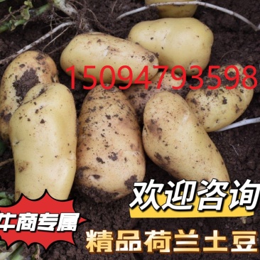 精品荷兰土豆量大从优价格优惠口感绵密欢迎咨询