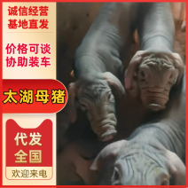 优选太湖母猪卖3送1，防疫齐全，送货上门，货到付款