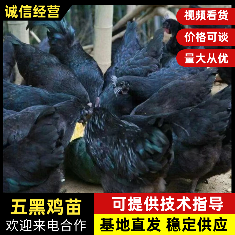 五黑鸡五黑一绿麻羽绿壳蛋鸡厂家源头基地疫苗已做完
