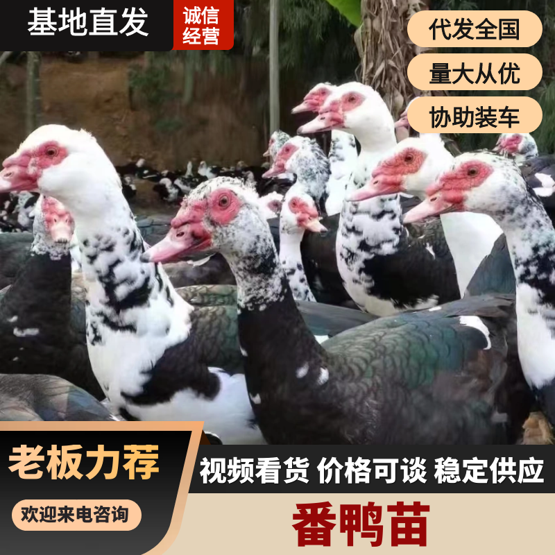 [公司直发]番鸭黑（白），量大从优，包运输，包成活率