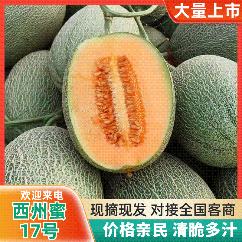 【精品】新疆西州蜜瓜货源充足/西州蜜瓜17号量大从优