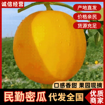 【实力】甘肃民勤蜜瓜大量有货/金红宝蜜瓜量大从优