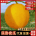 【实力】甘肃民勤蜜瓜大量有货/金红宝蜜瓜量大从优