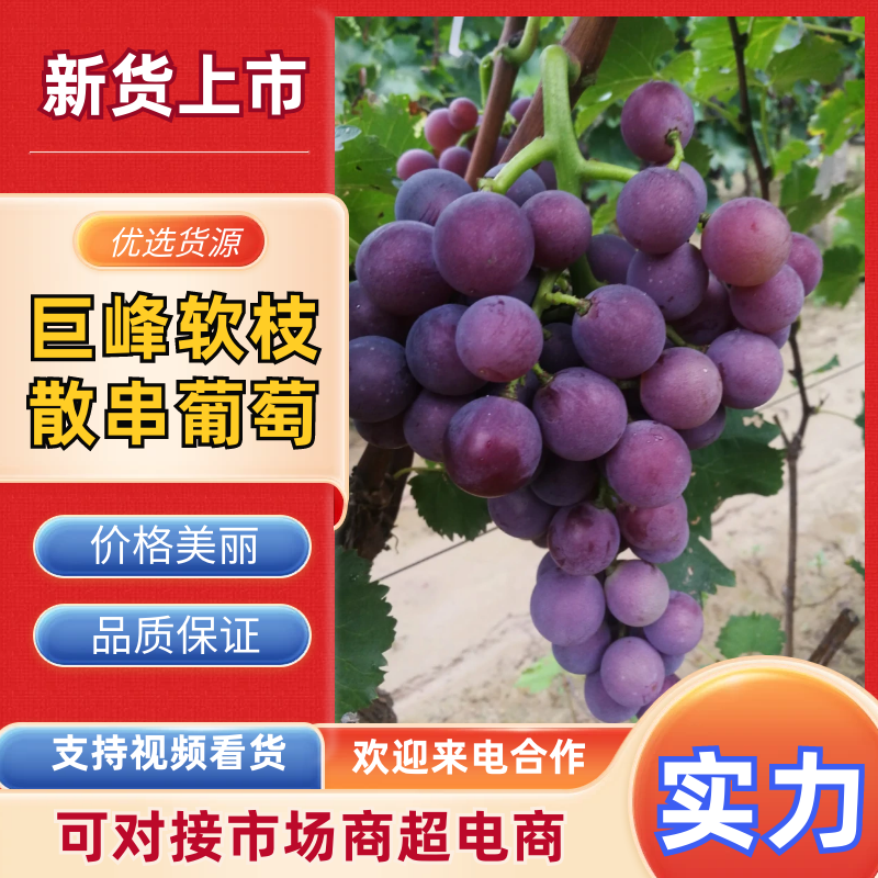 巨峰软枝散串，万亩露天产地，对接商超，诚信代收
