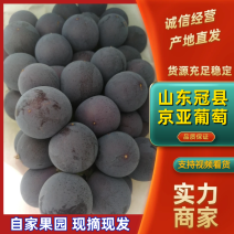 山东冠县京亚葡萄大量上市，产地直供诚信天下！